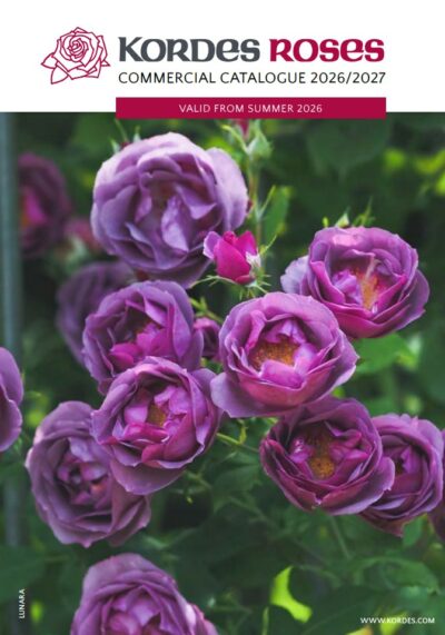 Kordes Rosen
